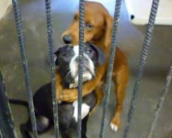 Shelter Dog Hugs Her BFF Hours Before Euthanasia And Saves Their Lives