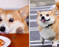 This Corgi Has The Funniest Emoji-Like Facial Expressions That Will Instantly Put A Smile On Your Face