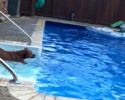 Dog With Water Phobia Jumps Into Pool When Her Drowning Human Shouts For Help