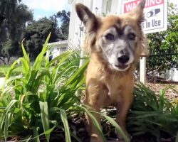 Dog Dumped In A Cemetery Was “Guarded By Angels” Till Her Heroes Came For Her