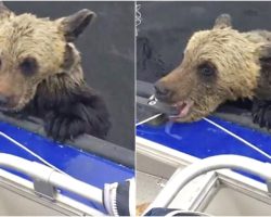 Drowning Baby Bear Paws At Boat For A Boost, Bites Down As Men Don’t Move