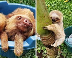Orphaned Baby Sloths Are Admitted As “Preschoolers” In Nurturing Rehab Sanctuary