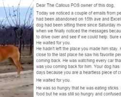 Woman Writes Scathing Letter To Owner Who Abandoned Dog In Middle Of Nowhere