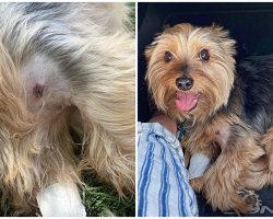 11-Year-Old Yorkie Endures Bite From Rattlesnake To Save His Humans During Hike