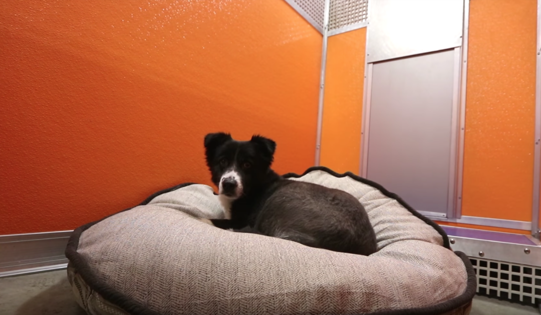 Man Sees Shelter Dogs Asleep On Hard Surfaces, Comes Back With Car Full