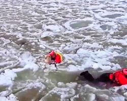 US Coast Guard Pushes Through 200 Feet Of Solid Ice Chunks To Save Stranded Dog