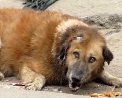 Senior Dog Lay Crying For Help For Days, But Nobody Came Forward To Help Him