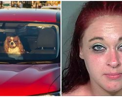 Pup Yelps For Help & Spits Out Blood After Owner Left Him In Hot Car For An Hour