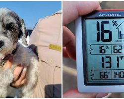Man Rescues Pup In Distress Who Was Left In 131-Degree Car, Owner Arrested