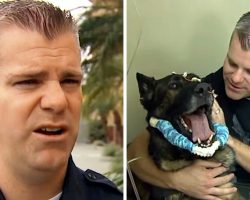 K9 Gets Shot In Head During A Chase, Turns To Face His Handler And Collapses