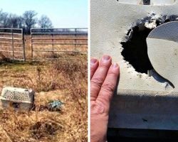 Biker Sees Chewed Up Crate In Rural Wilderness & His Heart Sinks As He Opens It