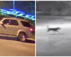 German Shepherd Mix Chases Vehicle After Owner Abandons Him On A Dark Road