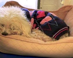 Dog Dumped For A Second Time Clings To His Old Bed And Refuses To Lift His Head
