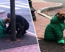 Kind Woman Gives Her Own Jacket To Her Dog Who Had To Wait Outside In The Cold