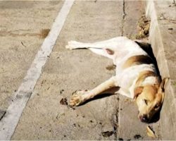 Stray Clung To Curb Decided To Die, Smelled Real Food & Tried To Lift His Head