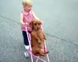 Toddler Thinks Puppy Is Her “Baby”, Puppy Doesn’t Want To Break Her Heart