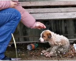 Woman Held Back Sobs As She Reached Out To Pup Caked In Mud & Waste