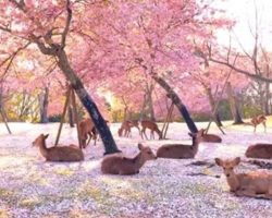 Herd Of Deer Enjoy The Cherry Blossoms In A Park All To Themselves