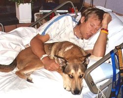 Dog Won’t Leave Cancer-Stricken Owner’s Bed, Eagerly Waits For Him To Open Eyes