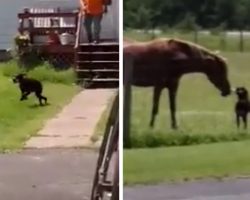 Dog Runs Out Of The House With A Carrot To Take To Her Horse Friend