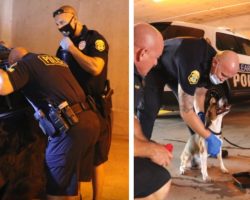 Police Are Called For Dog Found Locked In Hot Car With The Windows Rolled Up