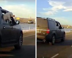 Dog Jumps Out Of Moving Vehicle On I-70, Tumbles Around As Cars Go Speeding By