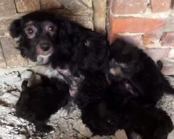 Abandoned Sick Dog Gives Birth In The Middle Of Nowhere & They Starve For Weeks