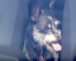 These Dogs Need Help As They Cry Out While Locked In A Vehicle On A Hot Day