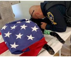 Cop Says Goodbye To K9 Partner Who Succumbed To Heat Exhaustion In Line of Duty