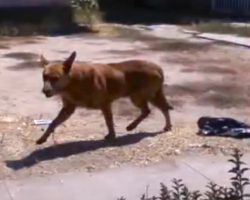 Dog Stayed By His Home For 2 Months After His Owners Moved Away And Left Him