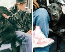 People Left Scratching Their Heads When They See Dog Taking The Bus By Herself