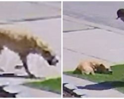 Savage Punches His Dog 10 Times, Knees Her, & Drags Her Down The Street