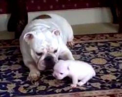 Angry Puppy Rebels As Overprotective Mama Dog Won’t Stop Following Him Around