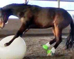 Horse Who Loves To Play Fetch “Loses His Mind” When Mom Gives Him A Giant Ball