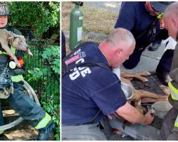 Firemen Save 5 Dogs From Burning Home, Spot 1 More Lying Unconscious Under Table
