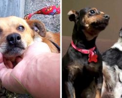 3 Grieving Dogs Thrown Out Of Home After Owner Dies, Lurk Outside For 18 Months