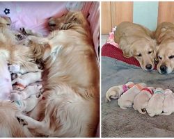 First-Time Golden Retriever Parents Watch Over Their Newborn Babies Together