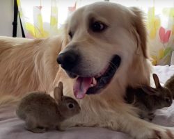 Baby Bunnies Take To Golden Retriever As Their Mom & She’s Happy To Play Along