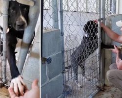 Shelter Dog Desperate For Love Reaches Out His Paw To Everyone That Passes By His Kennel