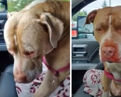 Woman Is Driving When She Sees A Dog Thrown From Overpass, Stops To Help