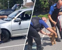 Heroic Man With An Axe Rescues ‘Lifeless Dog’ From Boiling Hot Car