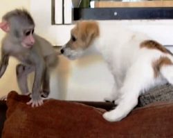 Baby Monkey Chased Away By Her Own Mother, Finds Solace In A Puppy’s Friendship