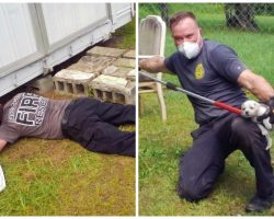 Firefighters Race To Remove 2 Adult Dogs & 11 Pups From Beneath Shed On Hot Day