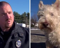 Tiny Dog Runs Up To Cop And Starts Barking Loudly, Begs The Cop To Follow Him