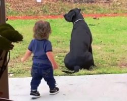 Lonely Dog Was Sitting All Alone In The Yard But Baby Brother Just Made Her Day