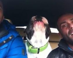 Man Sings “You Raise Me Up” In The Car, But Then His Shy Dog Starts Singing Too