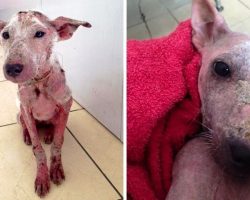 “Ugly” Homeless Dog Blooms Like A Flower When She Starts Trusting Humans Again