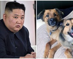 Kim Jong Un Orders Authorities To Confiscate All Pet Dogs From Every Household