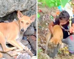 Dog Falls Into Pit With Bleeding Cut On Her Chest And Laid Down Quietly To Await Death