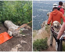 120-Lb Lab Hikes To Mountaintop In 110-Degree Heat, Then Collapses & Can’t Move